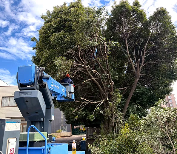 伐採・伐根・特殊伐採