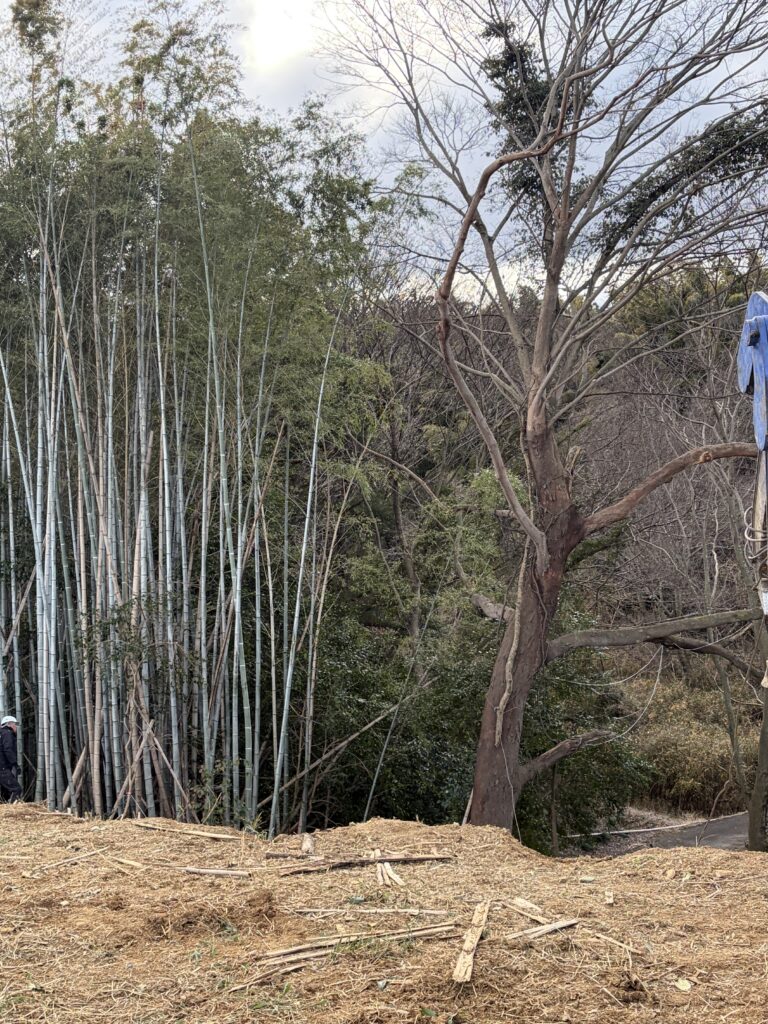 こんな太い木も切れます。