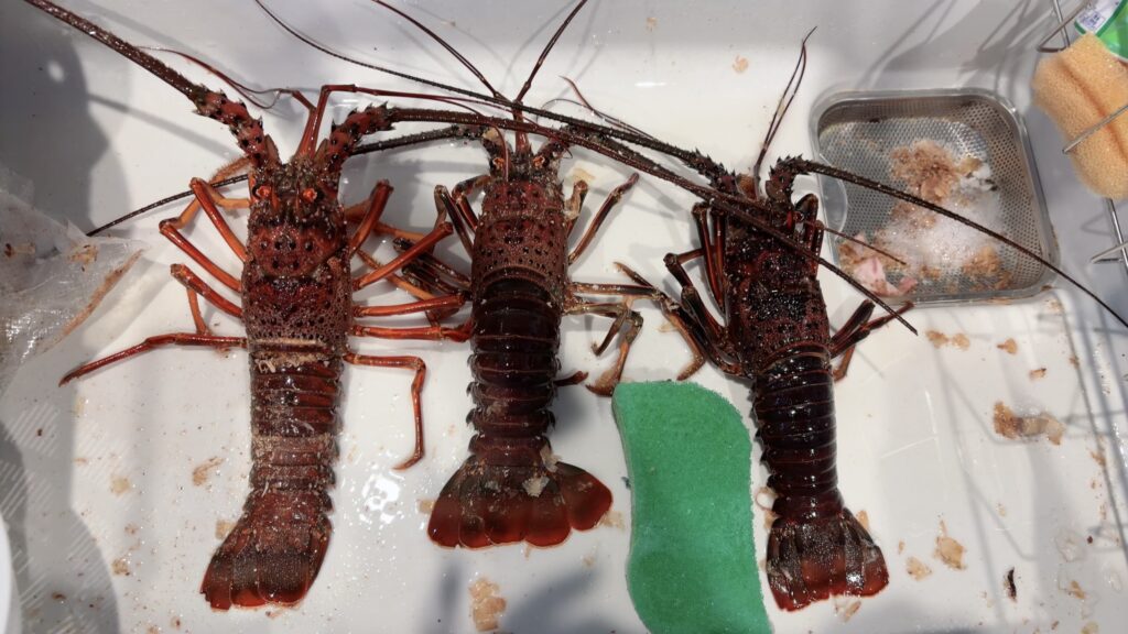 皆様ご無沙汰です！